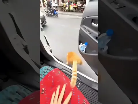Este gato se tira de un auto y luego se arrepiente XD #risas #usa #cat