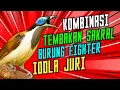 Download Lagu MASTERAN WAJIB!! Masteran Tembakan Rapat dan Kasar Untuk Burung Fighter // Masteran Murai Batu