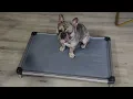 FXW Titanest Chew Proof Elevated Dog Bed - Review