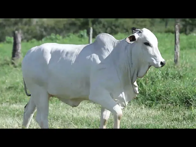 Novilha Nelore NBEM - 414