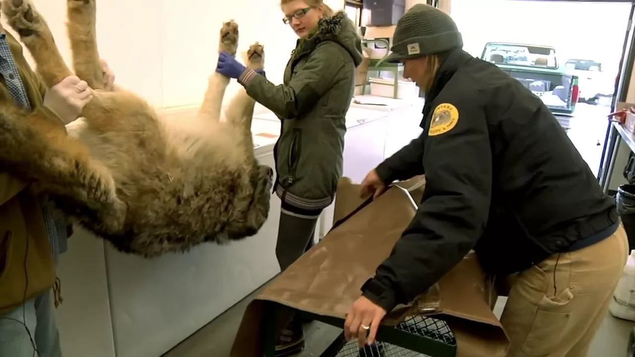 Getting the Wolf