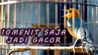 Download 10 MENIT SAJA ANIS MERAH JADI GACOR MP3