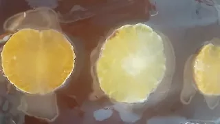 evde jelibon için gereken malzemeler 8g agar agar 450g şeker 300g su Dilediğiniz renkte gıda boyası . 