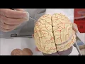 Sheep s Brain Dissection