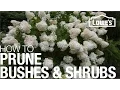 How to Prune Trim Shape Your Bushes Shrubs