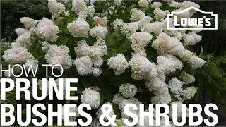 How to Prune Trim Shape Your Bushes Shrubs