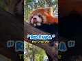 Download Lagu Red Panda: The Adorable and Attractive One.