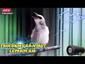 SUARA JERNIH TRUCUKAN BONANG PANJANG PALING AMPUH UNTUK PANCINGAN BURUNG BAHAN