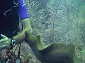 Download Lagu Moray Eel Attacks Diver..A terrifying moment in an otherwise peaceful recreational activity.
