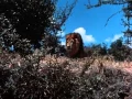 Download Lagu Tarzan (1966 TV-serie) Volledige intro en openingstitelthema (ook bekend als \