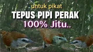 suara pikat tepus pipi perak paling jitu