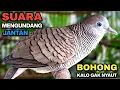 Lagu Perkutut Lokal Gacor RAJA PIKAT Ahlinya Bikin Semua Burung Perkutut Gacor Nyaut.