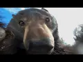 Top 5 Bear