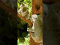 Download Lagu Koala's die geluiden maken (Australisch dier)