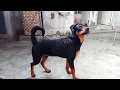 My 6 months old german shepherd rottweiler mix puppy mother german shepherd and father Rottweiler
