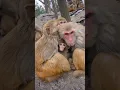 Download Lagu Het weer is te koud.  Apen kruipen bij elkaar om warm te blijven.  Apen worden geesten.