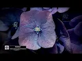 Parra For Cuva & Panama - Motion