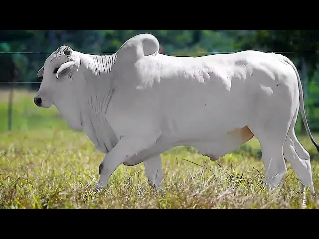 Touro Nelore FDY - 129