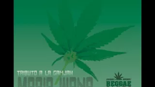 alpha blondy marijuana