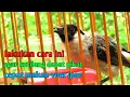 Lagu Cara cepat melatih burung kutilang makan voer / pur
