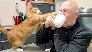 these cats like to provoke everything new funny cat videos