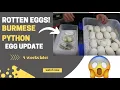 ROTTEN EGGS Update to Burmese Python Egg Pulling