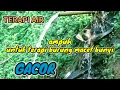 Download Lagu Terapi Air Untuk Semua Burung Macet Bunyi #Suara Gemericik Air Terapi Burung