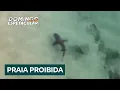 Lagu Conheça a praia brasileira dos tubarões, onde o turismo é proibido