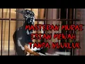 Download Lagu MASTERAN MURAI FULL ISIAN MEWAH TANPA NGUKLUK(Masteran Sang Juara)