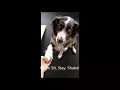 Canine Enrichment Dog Daycare The Dog Club Kalispell MT 406-890-2220