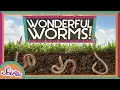 Worms Are Wonderful Amazing Animals Backyard Science SciShow Kids