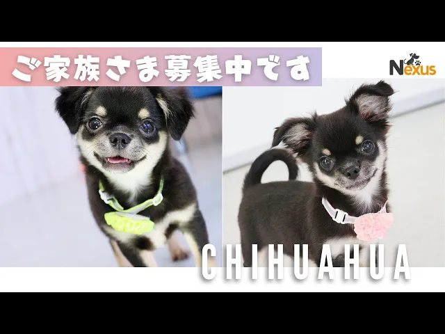 動画