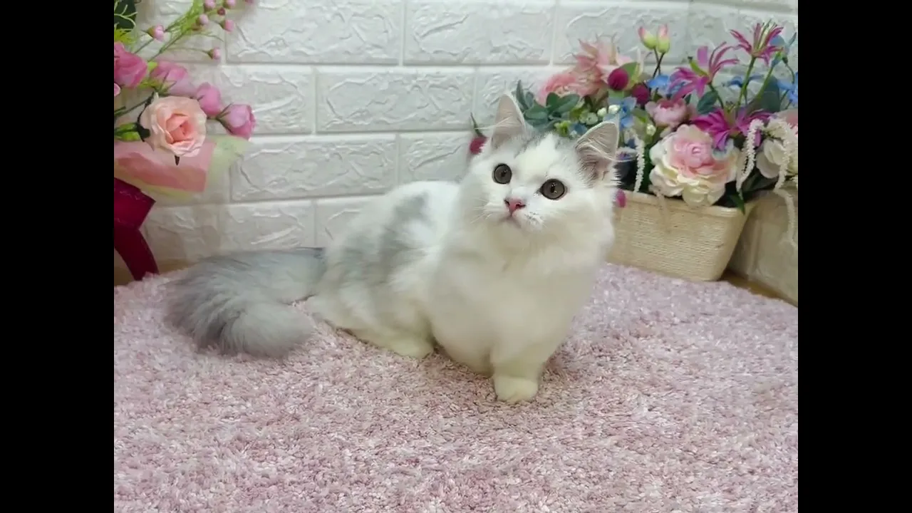 動画