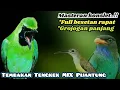 Download Lagu Masteran cucak ijo konslet‼️ Full tembakan satu jalur Tengkek Buto mix Pijantung