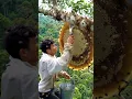 Download Lagu Risking his life for sweet jungle honey, high above the ground. #honeyhunt #bees #wildhoney #shorts