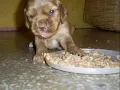 Mi perro dinamita  con letra - Los Redonditos de Ricota