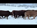 30th Annual HBH Tuli KRM Hereford Production Sale