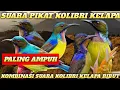 Download Lagu Suara Pikat Kolibri Kelapa kombinasi suara korlap ribut PALING AMPUH