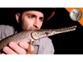 Download Bizarre Creatures of Texas! mp4 3gp mp3 videos - waplic
