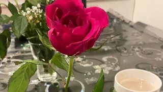 عوض ابوحجار صورة وصوت 