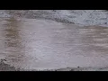 Bowie County Swamp