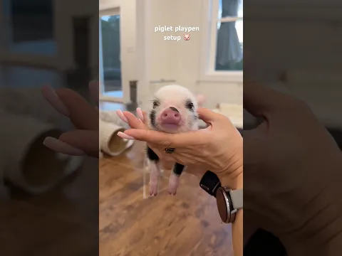 Set up a piglet playpen with me 🐷 Welcome home little Oreo 🐷🍪🫧 #pig #piglet #minipig #asmrsounds