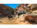 Extreme Mule Ride with TS Mules