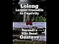 Download Lagu Gustave Vs Lolong
