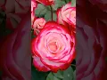 Download Lagu Rabbana Atina #egzonibrahimi #quran #elhamdulilah #duaa #youtubeshort #nature