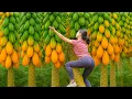 Lagu Harvesting 1000+ Giant Yellow Hybrid Papaya \u0026 Making Traditional Papaya Tea For Market Sale