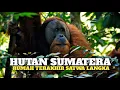 Lagu Hutan Sumatera: Surga Terakhir yang Terluka