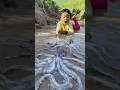 Download Lagu Survival Skills: single mom with Squid in forest #camping #bushcraft #outdoor #food