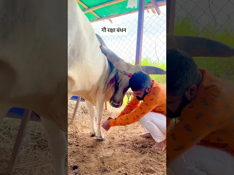 गौ माता के साथ गौ रक्षाबंधन देखा है कभी? #gouseva #rakshabandhan #rakshabandhanspecial #rakshabandha