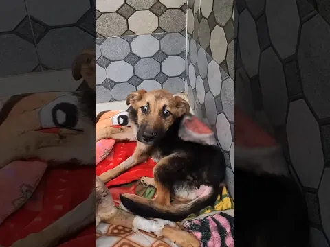 Shahu’s Cry for Help | Brutally Injured Stray Dog Rescued